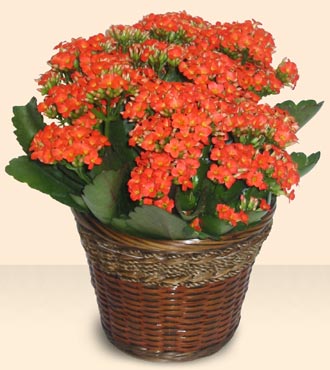 Ankara Eryaman G�ksu AVM �i�ek servisi , �i�ek�i adresleri Large Kalanchoe in Basket
