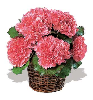 k���k sepette  karanfiller  Ankara Yenimahalle Acity Premium Outlet AVM cicekciler , cicek siparisi
