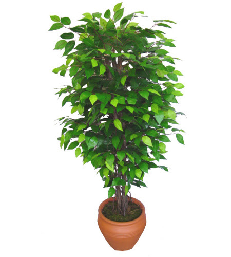 Ficus Benjamin 1,50 cm  Ankara Yenimahalle Akvaryum AVM �i�ek yolla