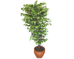 Ficus �zel Starlight 1,75 cm  Ankara Yenimahalle Podium AVM  cicek , cicekci 