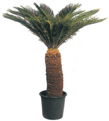 Ankara Ke�i�ren Forum Outlet AVM �i�ek�i �i�ek sipari�i CYCAS ORTA B�Y�KL�KTE