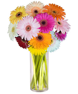 Ankara �ankaya Kentpark Al��veri� Merkezi AVM �i�ek�iler Farkli renklerde 15 adet gerbera �i�egi