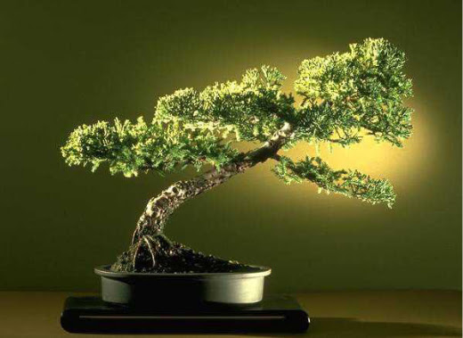 ithal bonsai saksi �i�egi Ankara �ankaya Panora AVM �i�ek�i ma�azas�