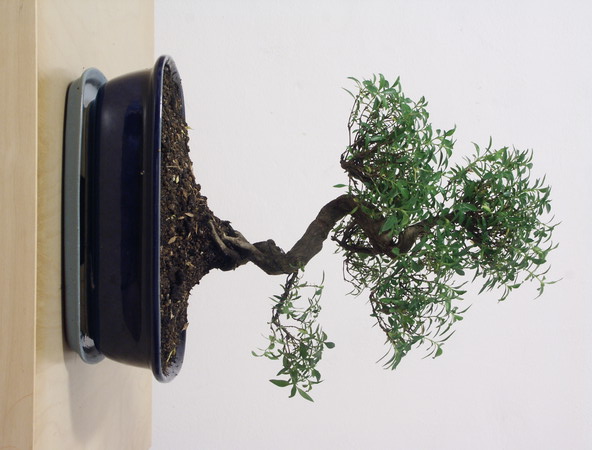 ithal bonsai saksi �i�egi Ankara �ankaya Arcadium Al��veri� Merkezi AVM �i�ek sipari�i