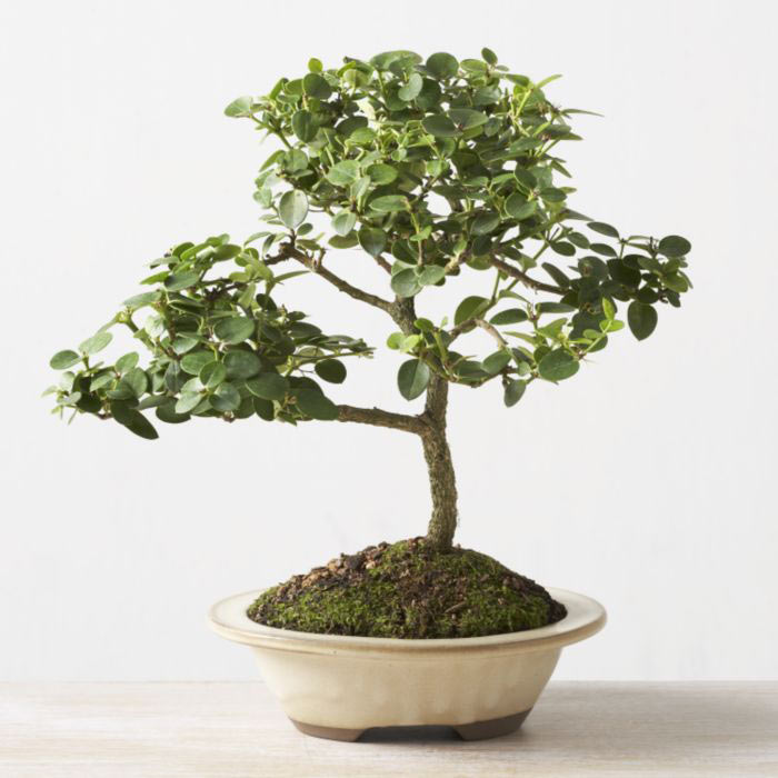 ithal bonsai saksi �i�egi Ankara Sincan Gimsa AVM �i�ek online �i�ek sipari�i