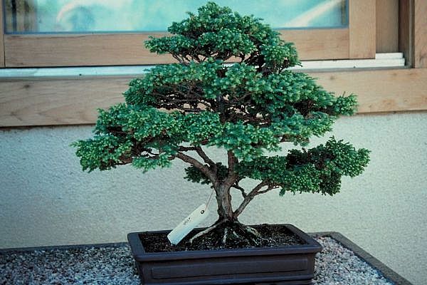ithal bonsai saksi �i�egi Ankara Yenimahalle Atlantis al��veri� e�lence merkezi AVM �i�ek sipari�i �i�ek�iler