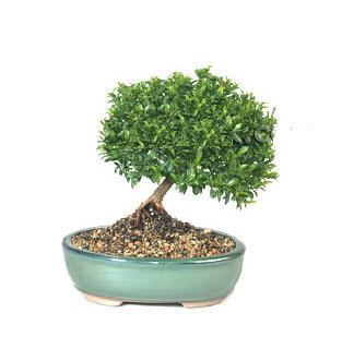 ithal bonsai saksi �i�egi Ankara Yenimahalle Acity Premium Outlet AVM cicekciler , cicek siparisi