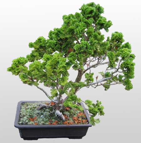 ithal bonsai saksi �i�egi Ankara Mamak Nata Vega AVM �i�ek�iler