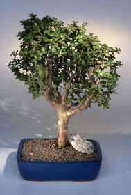 Panora AVM Ankara �i�ek g�nderme ithal bonsai saksi �i�egi Ankara �ankaya Cepa Al��veri� Merkezi AVM �i�ek�iler