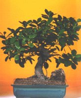 Ankara �ankaya Ankamall AVM �i�ek�i telefonlar� ithal bonsai saksi �i�egi Ankara �ankaya Kentpark Al��veri� Merkezi AVM �i�ek�iler