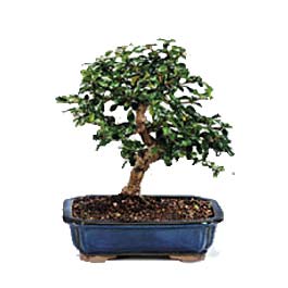 Ankara Etimesgut Optimum AVM �i�ek�i adresleri telefonlar� ithal bonsai saksi �i�egi Ankara Yenimahalle Atlantis al��veri� e�lence merkezi AVM �i�ek sipari�i �i�ek�iler