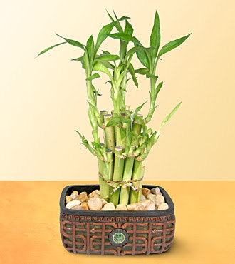 Lucky Bamboo  saksi �i�egi Ankara Yenimahalle Gordion Al��veri� Merkezi AVM online �i�ek g�nderme sipari�