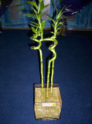 Lucky Bamboo 3 adet saksi �i�egi Ankara Yenimahalle Acity Premium Outlet AVM cicekciler , cicek siparisi