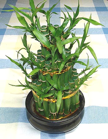 Lucky Bamboo sans melegi �i�egi Ankara �ankaya Cepa Al��veri� Merkezi AVM �i�ek�iler