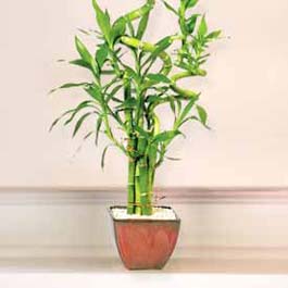 Lucky Bamboo sans melegi �i�egi Ankara Sincan Gimsa AVM �i�ek online �i�ek sipari�i