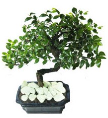 9 yasinda Bonsai agaci Carrefoursa AVM Ankara �i�ek sipari�i 
