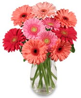 vazo i�erisinde 13 adet gerbera �i�e�i Ankara �ankaya Next Level AVM �i�ek sipari�i sitesi