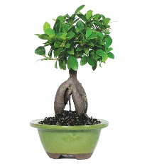 Bonsai saks� �i�e�i Ankara �ankaya Next Level AVM �i�ek sipari�i sitesi