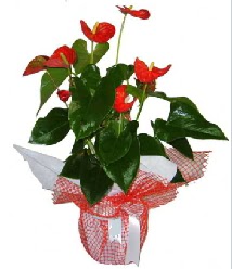 Antoryum saks� i� mekan s�s bitkisi Ankara Eryaman G�ksu AVM �i�ek servisi , �i�ek�i adresleri
