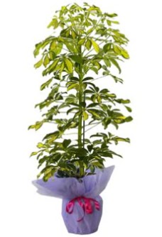 Schefflera Tekli �� mnekan saks� �i�e�i Ankara �ankaya Panora AVM �i�ek�i ma�azas�