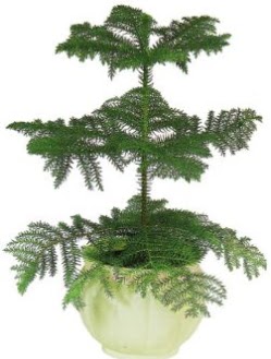 Araucaria Heterophylla i� mekan saks� Ankara G�lba�� �ar�� AVM �i�ek ma�azas� , �i�ek�i adresleri