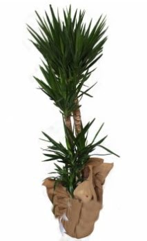 3 l� Yucca i� mekan saks� �i�e�i Ankara Yenimahalle Akvaryum AVM �i�ek yolla