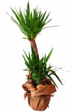 2 li yucca saks� �i�e�i Ankara G�lba�� �ar�� AVM �i�ek ma�azas� , �i�ek�i adresleri