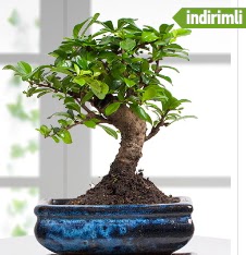 Bonsai japon a�ac� Ankara �ankaya Taurus AVM �i�ek�iler �i�ek sat���