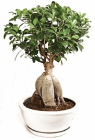 Bonsai japon a�ac� yaprak d�kmeyen Ankara Etlik Antares Al��veri� merkezi AVM �i�ek yolla