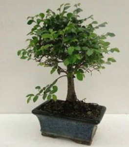 Bonsai saks� bitkisi japon a�ac� Ankara Yenimahalle Akvaryum AVM �i�ek yolla