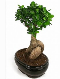 Bonsai saks� bitkisi japon a�ac� Ankara �ankaya Next Level AVM �i�ek sipari�i sitesi