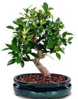 5 ya��nda japon a�ac� bonsai bitkisi Ankara Yenimahalle Akvaryum AVM �i�ek yolla