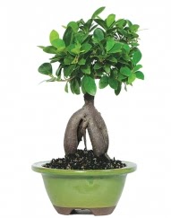 5 ya��nda japon a�ac� bonsai bitkisi Ankara Yenimahalle Podium AVM  cicek , cicekci 