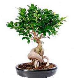 Bonsai Japon a�ac� saks� bitkisi Ankara Yenimahalle Atlantis al��veri� e�lence merkezi AVM �i�ek sipari�i �i�ek�iler