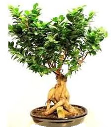 Bonsai Japon a�ac� saks� bitkisi Ankara �ankaya Next Level AVM �i�ek sipari�i sitesi