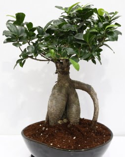 Japon a�ac� bonsai saks� bitkisi Ankara Etlik Antares Al��veri� merkezi AVM �i�ek yolla