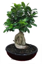 Japon a�ac� bonsai saks� bitkisi Ankara �ankaya Karum i� ve al��veri� merkezi AVM ucuz �i�ek g�nder