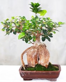 Japon a�ac� bonsai saks� bitkisi Ankara �ankaya Karum i� ve al��veri� merkezi AVM ucuz �i�ek g�nder