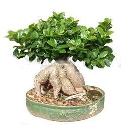 Japon a�ac� bonsai saks� bitkisi Panora AVM Ankara �i�ek g�nderme