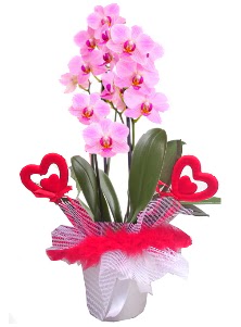 2 dall� mor orkide 2 kalp �ubuk Ankara Ke�i�ren Forum Outlet AVM �i�ek�i �i�ek sipari�i