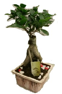 Japon a�ac� bonsai seramik saks� Ankara G�lba�� �ar�� AVM �i�ek ma�azas� , �i�ek�i adresleri