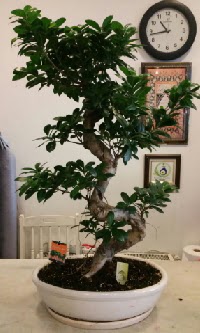 100 cm y�ksekli�inde dev bonsai japon a�ac� Ankara Mamak Nata Vega AVM �i�ek�iler