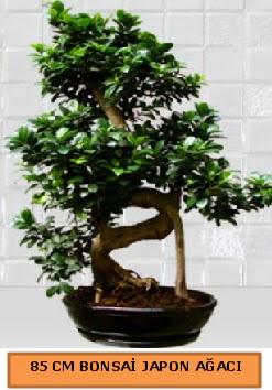 85 CM Japon a�ac� Bonsai saks� bitkisi Ankara �ankaya Karum i� ve al��veri� merkezi AVM ucuz �i�ek g�nder