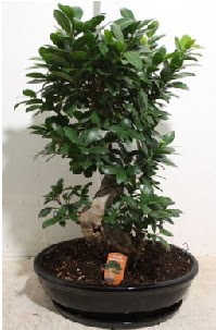 75 CM Ginseng bonsai Japon a�ac� Ankara Ke�i�ren Forum Outlet AVM �i�ek�i �i�ek sipari�i