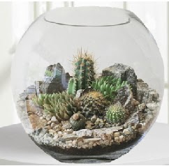 Cam fanus Terrarium 5 kakt�s Ankara G�lba�� �ar�� AVM �i�ek ma�azas� , �i�ek�i adresleri