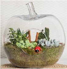 Elma terrarium orta boy 4 kakt�s Ankara �ankaya Next Level AVM �i�ek sipari�i sitesi