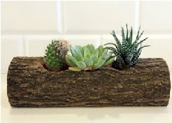 Ah�ap k�t�k 3 kakt�s terrarium Ankara Ke�i�ren Forum Outlet AVM �i�ek�i �i�ek sipari�i