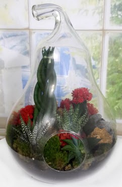 5 adet kakt�s orta boy armut terrarium Ankara �ankaya Next Level AVM �i�ek sipari�i sitesi