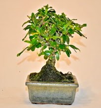 Zelco bonsai saks� bitkisi Ankara Eryaman G�ksu AVM �i�ek servisi , �i�ek�i adresleri