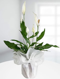 Spathiphyllum �i�e�i Bar�� �i�e�i Ankara Yenimahalle Akvaryum AVM �i�ek yolla 